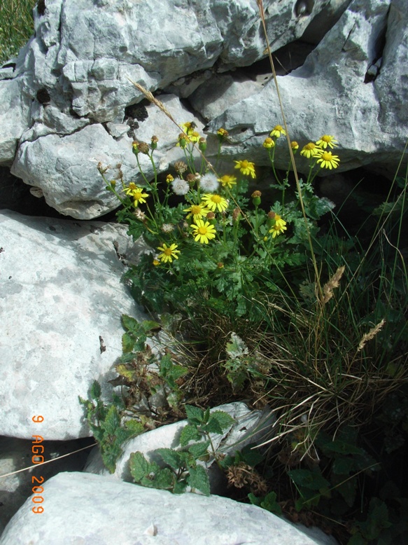 Senecio squalidus subsp. rupestris/ Senecione delle rupi